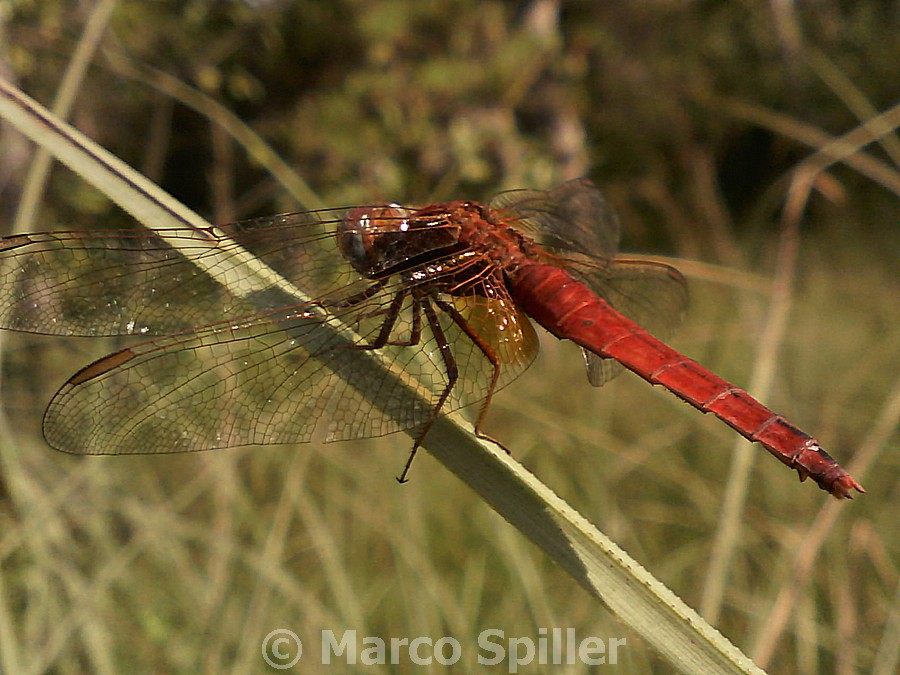 Crocothemis erythraea ?